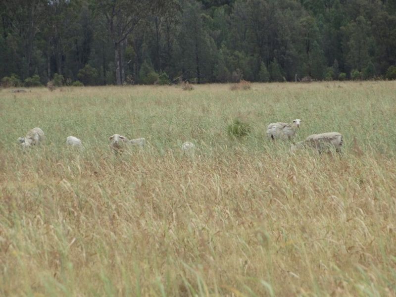 2967 Tara Kogan Road, Kogan QLD 4406