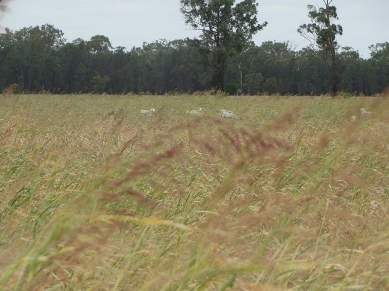 2967 Tara Kogan Road, Kogan QLD 4406