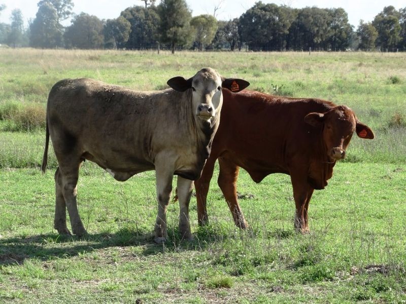 1573 Burncluith Hall Road, Chinchilla QLD 4413