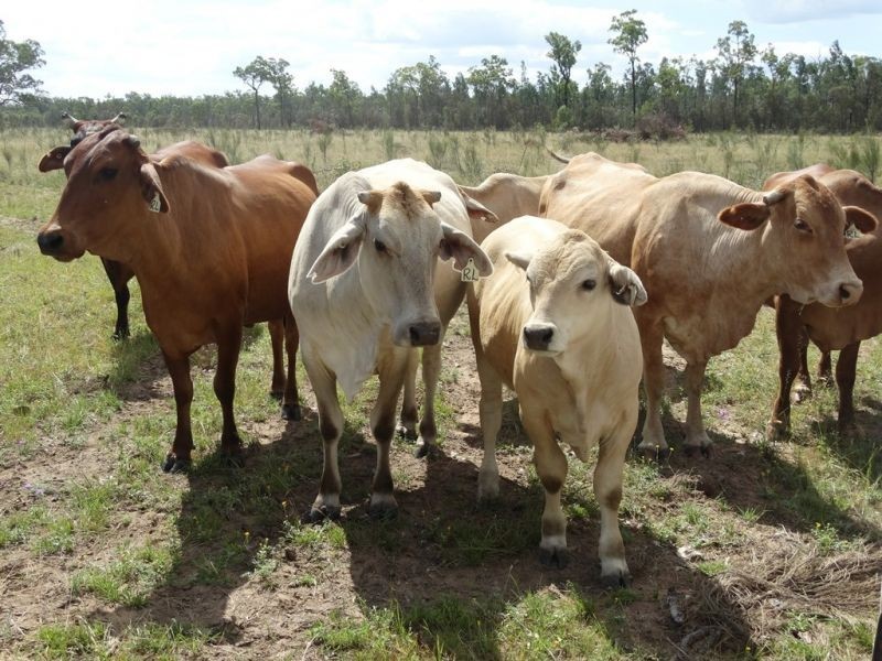 “Horse Shoe Lagoons” Pelican Back Road, Chinchilla QLD 4413