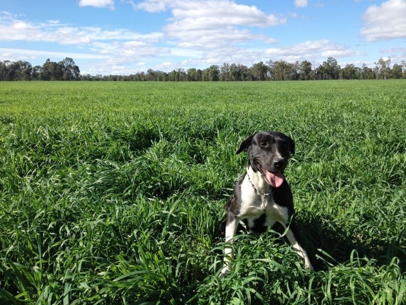 “Horse Shoe Lagoons” Pelican Back Road, Chinchilla QLD 4413