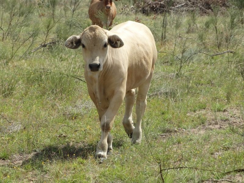 “Horse Shoe Lagoons” Pelican Back Road, Chinchilla QLD 4413