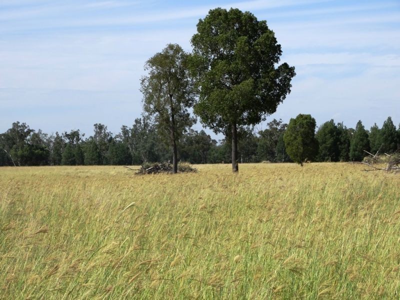 541 Auburn Road, Chinchilla QLD 4413