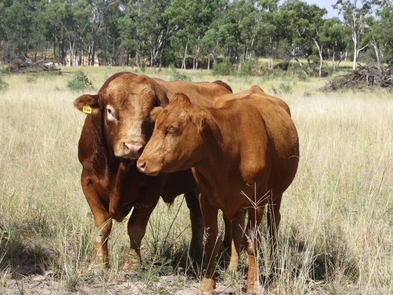 541 Auburn Road, Chinchilla QLD 4413