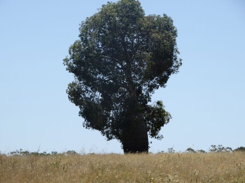 104 B Tennyson Road, Chinchilla QLD 4413