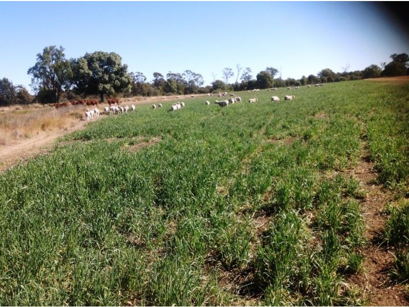 104 B Tennyson Road, Chinchilla QLD 4413