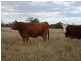 Lot 66 Condamine Highway, Condamine QLD 4416