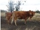 Lot 66 Condamine Highway, Condamine QLD 4416