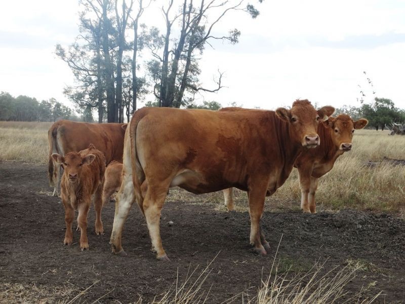 Lot 66 Condamine Highway, Condamine QLD 4416
