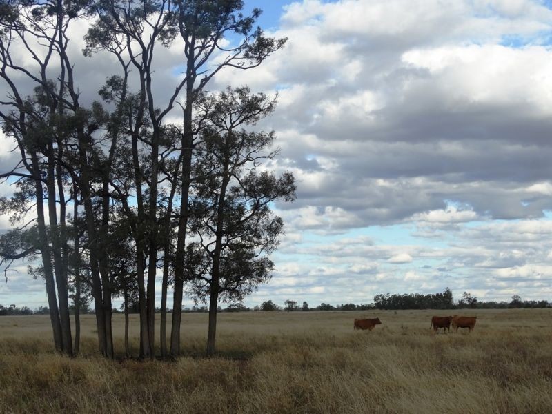 Lot 66 Condamine Highway, Condamine QLD 4416