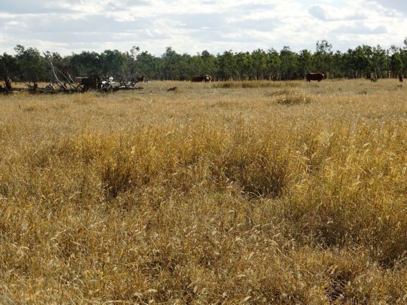 Lot 66 Condamine Highway, Condamine QLD 4416