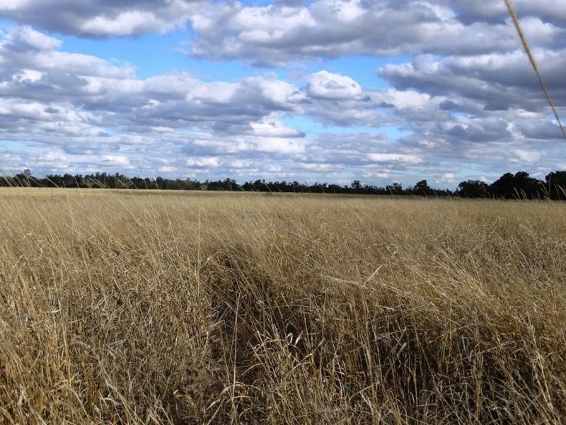Lot 66 Condamine Highway, Condamine QLD 4416