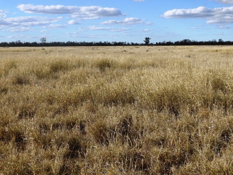 Lot 66 Condamine Highway, Condamine QLD 4416