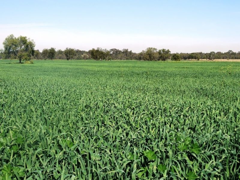 118 Barkers Road, Chinchilla QLD 4413