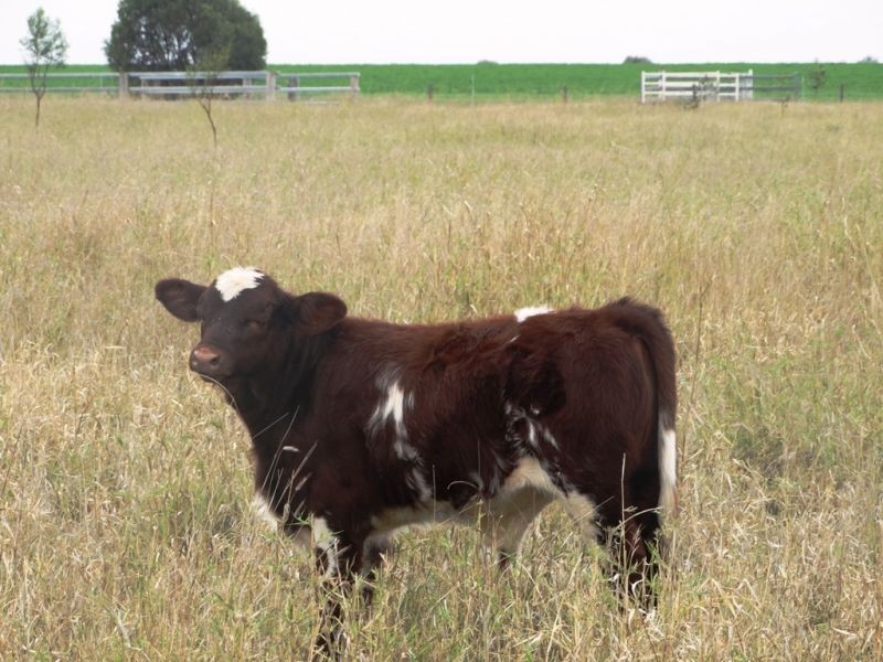 118 Barkers Road, Chinchilla QLD 4413