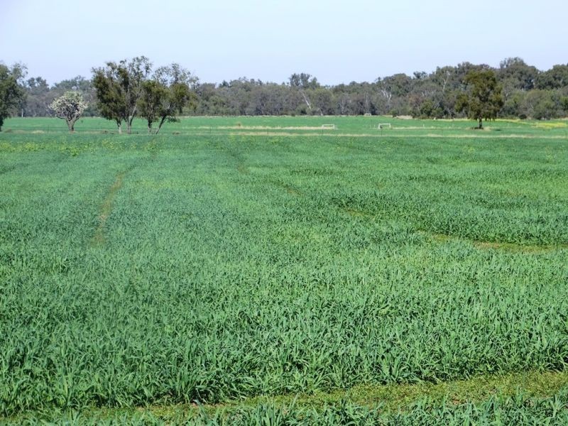 118 Barkers Road, Chinchilla QLD 4413