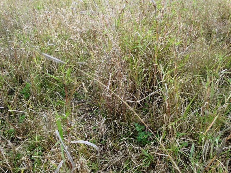 118 Barkers Road, Chinchilla QLD 4413