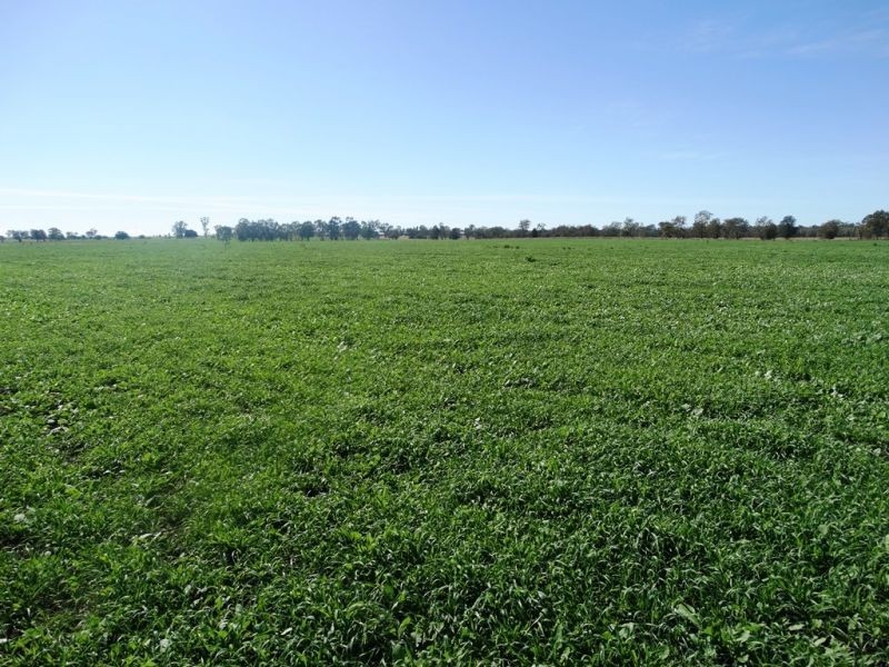 118 Barkers Road, Chinchilla QLD 4413