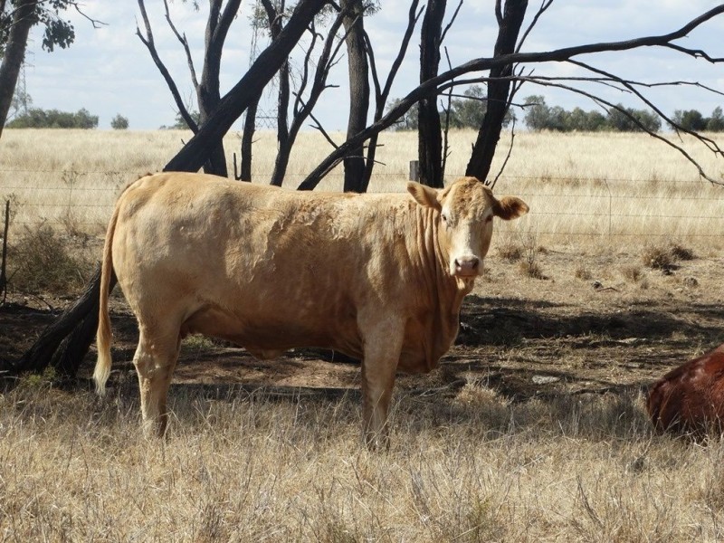 248. Dawson Gates Road, Chinchilla QLD 4413