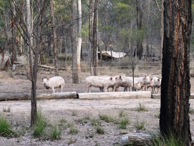 Lot 2 Dalby Kogan Road, Kogan QLD 4406
