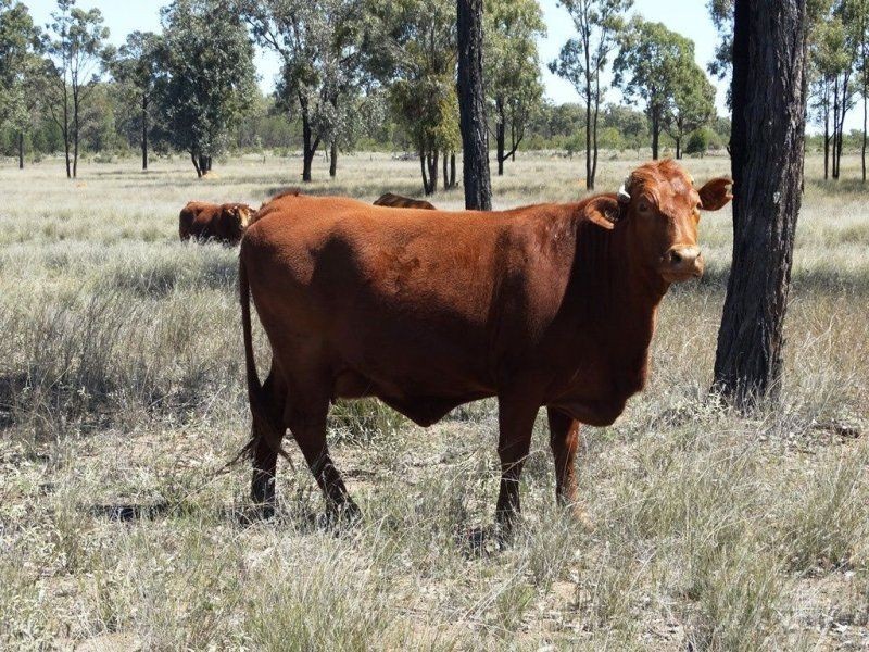 253 Goonalah North Road, Miles QLD 4415