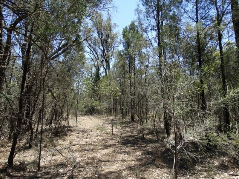 118 ACRES Lot 15 Mary Road, Wieambilla QLD 4413