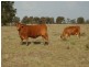 1280 ACRES A Grahams Road, Chinchilla QLD 4413