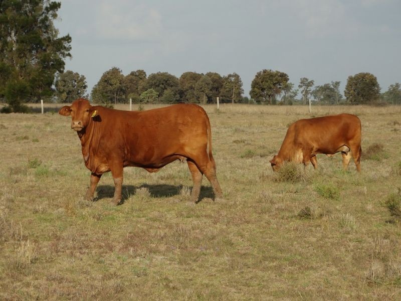 1280 ACRES A Grahams Road, Chinchilla QLD 4413