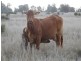 1280 ACRES A Grahams Road, Chinchilla QLD 4413