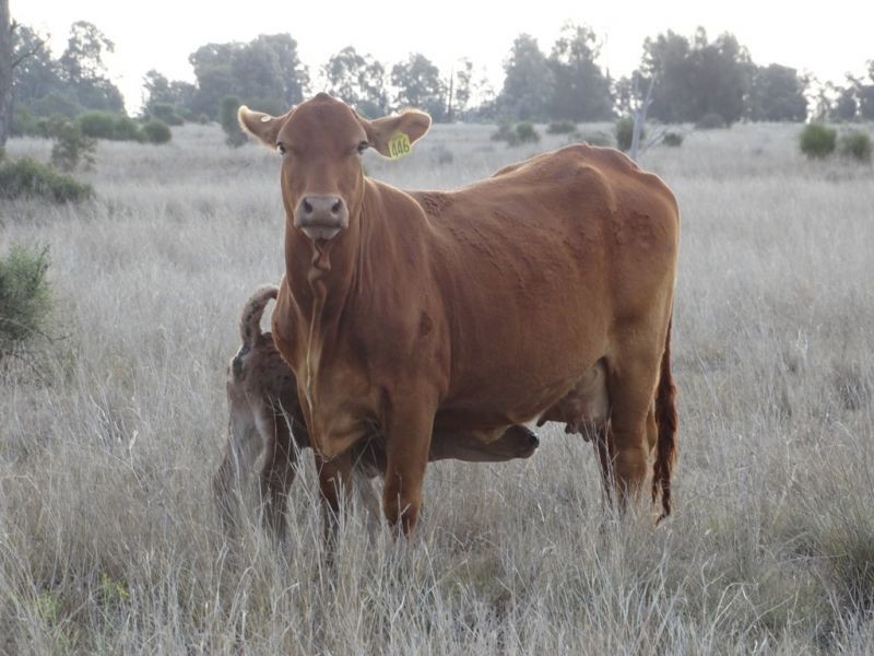 1280 ACRES A Grahams Road, Chinchilla QLD 4413