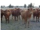 1280 ACRES A Grahams Road, Chinchilla QLD 4413