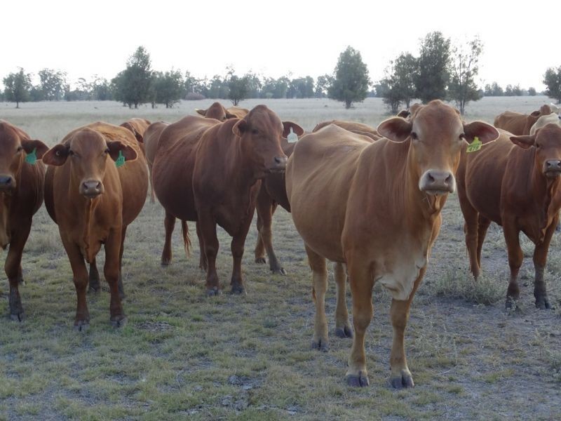 1280 ACRES A Grahams Road, Chinchilla QLD 4413