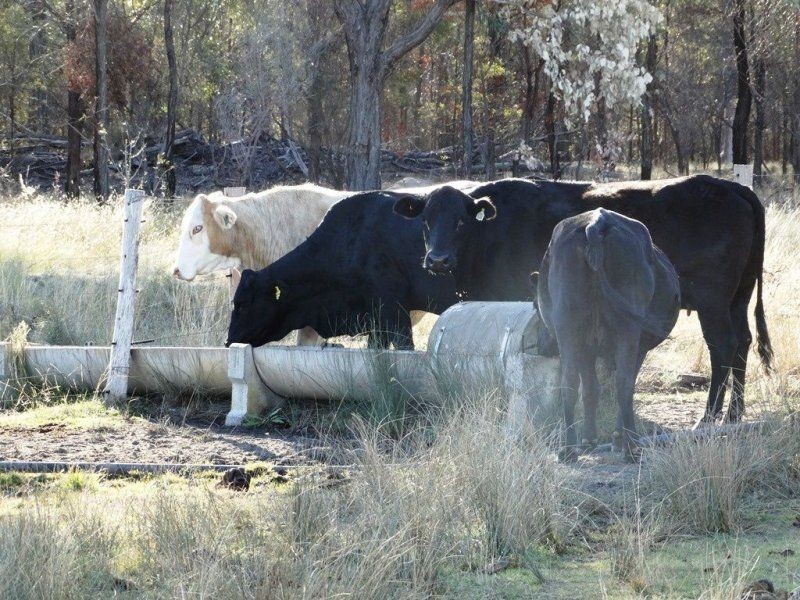 3321 Acres Mount Myrtle Road, Miles QLD 4415