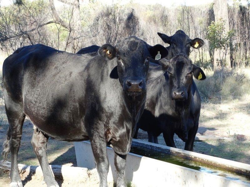 3321 Acres Mount Myrtle Road, Miles QLD 4415