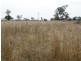 130 ACRES – Dawson Gates Road, Chinchilla QLD 4413