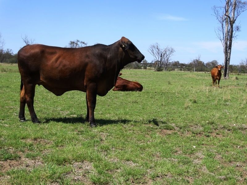 130 ACRES – Dawson Gates Road, Chinchilla QLD 4413