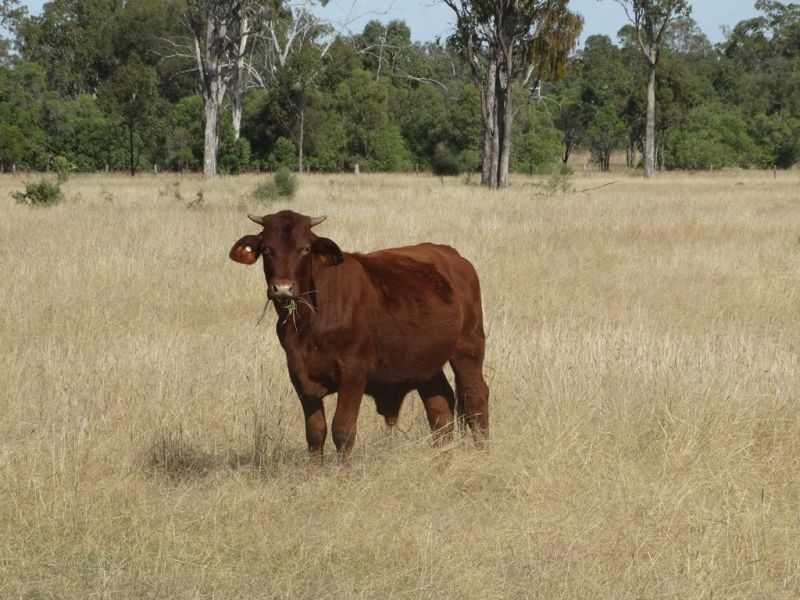 130 ACRES – Dawson Gates Road, Chinchilla QLD 4413
