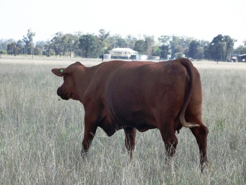 . Greenacres 891 ACRES, Chinchilla QLD 4413