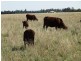 . Greenacres 891 ACRES, Chinchilla QLD 4413