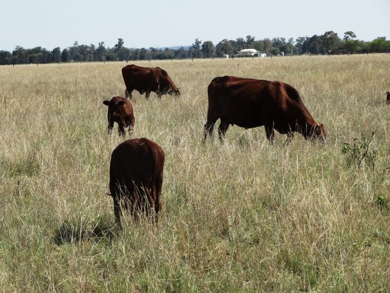 . Greenacres 891 ACRES, Chinchilla QLD 4413