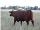 . Greenacres 891 ACRES, Chinchilla QLD 4413