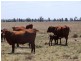. Greenacres 891 ACRES, Chinchilla QLD 4413