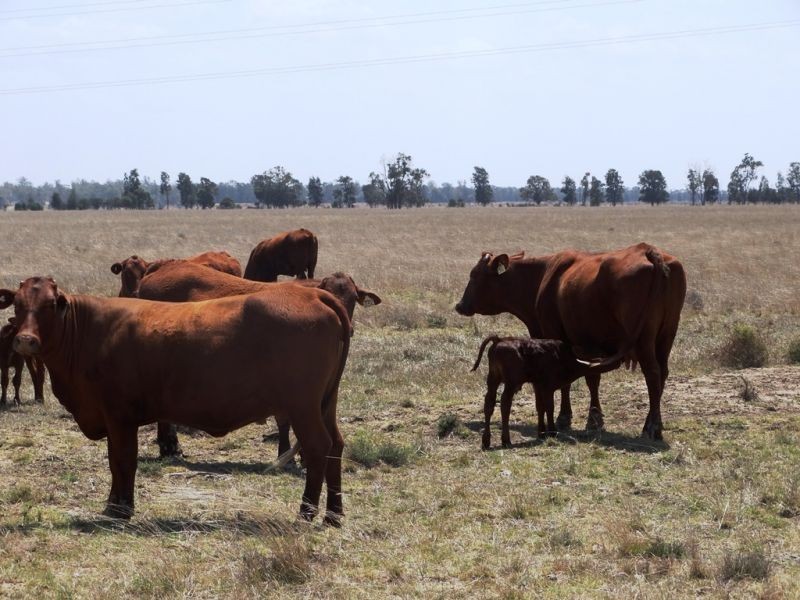 . Greenacres 891 ACRES, Chinchilla QLD 4413