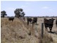 . Greenacres 891 ACRES, Chinchilla QLD 4413