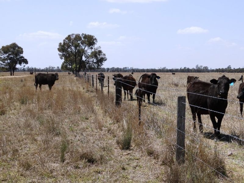 . Greenacres 891 ACRES, Chinchilla QLD 4413