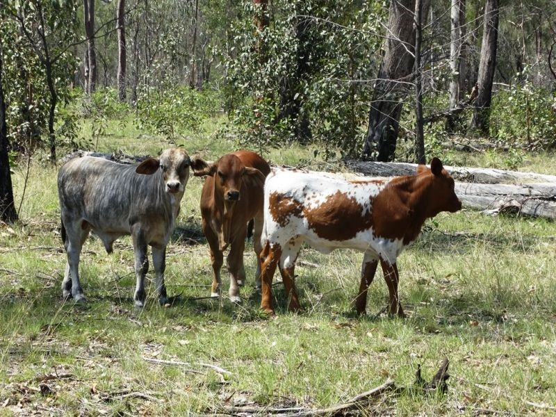DURAH 27,000 ACRES, Chinchilla QLD 4413