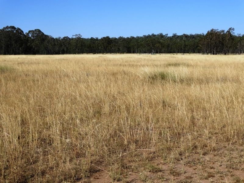 1279 ACRES Warra Kogan Road, Kogan QLD 4406