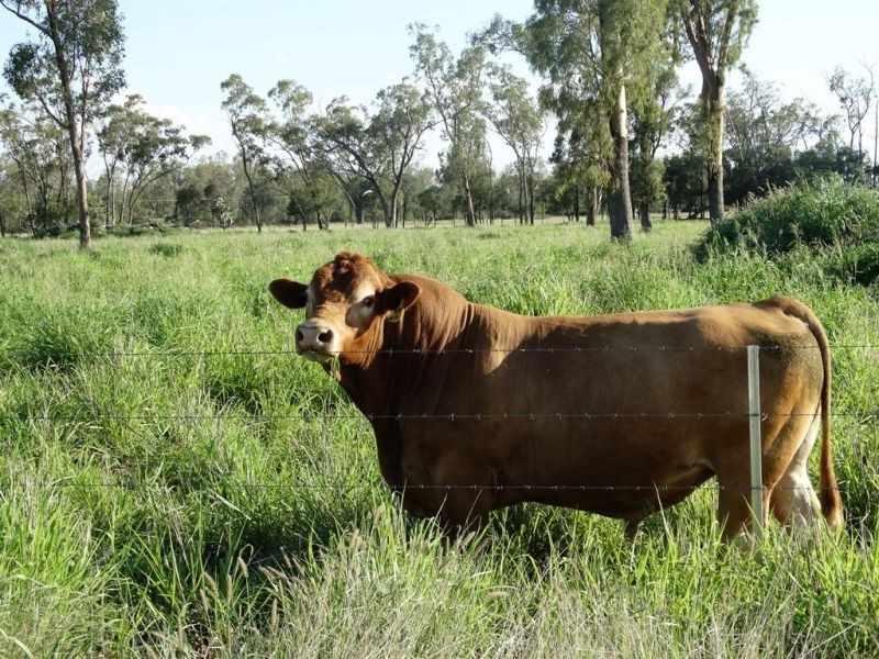 307 Redmarley Road, Condamine QLD 4416
