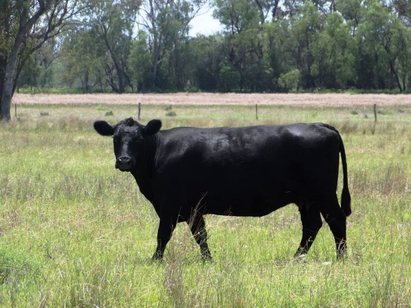 139 Acres Dahlers Road, Chinchilla QLD 4413