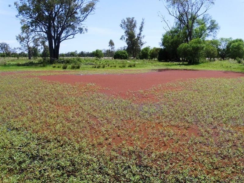 139 Acres Dahlers Road, Chinchilla QLD 4413